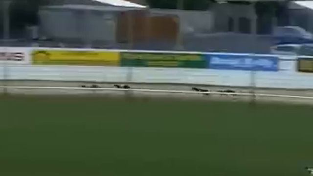 Greyhound falls but wins the race смотреть онлайн