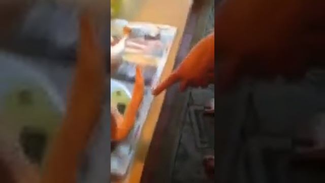 Утка Стар 53 забой 53-54 дня смотреть онлайн