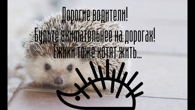 ЁЖИКА ЗАДАВИЛИ В ГОРОДЕ ЛЕБЕДЯНЬ!!! смотреть онлайн