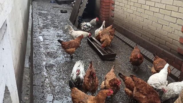 ? петух топчет мускусных уток, молодые куры уже несутся, 31 января 2021 г. смотреть онлайн