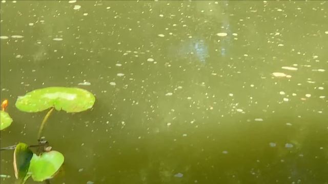 Жара Карп Кои Форель смотреть онлайн