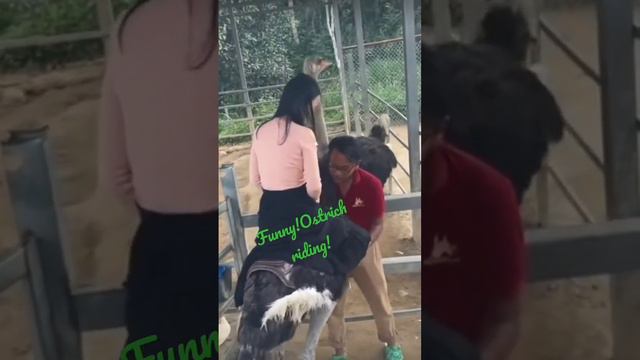 Funny!Ostrich riding _ MyDreamTV #shorts смотреть онлайн