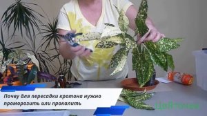Уход за кротоном в домашних условиях