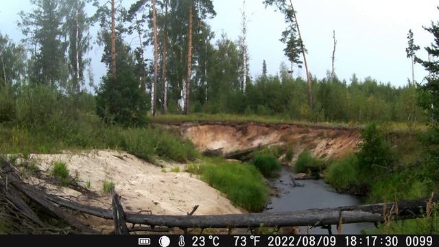 Лесной пожар попал в кадр?. РЫСЬ у реки. ЛОСИ и зимние пейзажи. ФОТОЛОВУШКИ - окончание 2-ого сезон смотреть онлайн