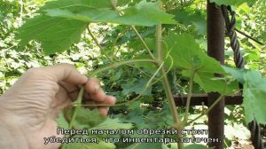 Нужно ли обрывать усы у винограда