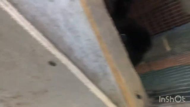 В крации о разведении декоративных кроликов смотреть онлайн