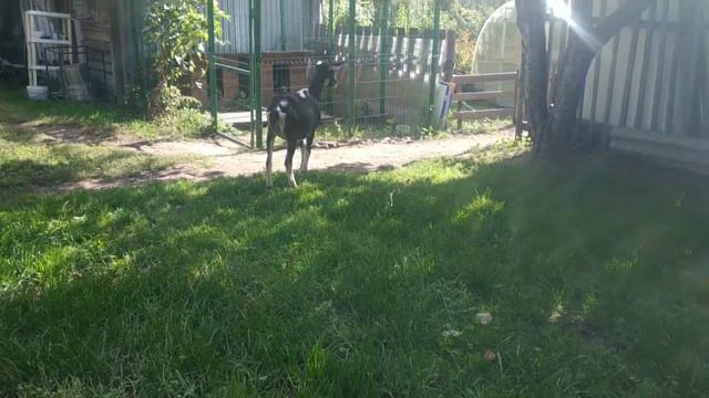 Кто растёт быстрее смотреть онлайн