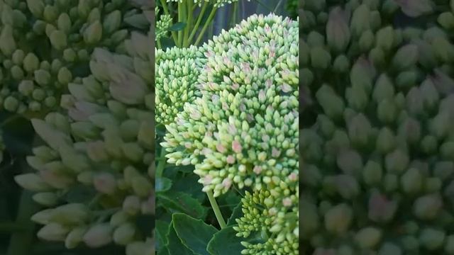 Sedum spectabile 'Autumn Joy' #shorts смотреть онлайн