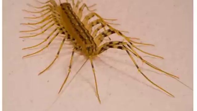 Вот почему нельзя убивать ДОМАШНИХ СОРОКОНОЖЕК смотреть онлайн