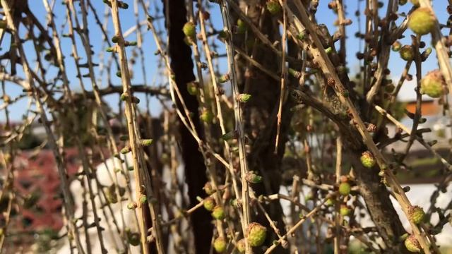 Лиственница европейская Пендула/ Larix decidua Pendula смотреть онлайн