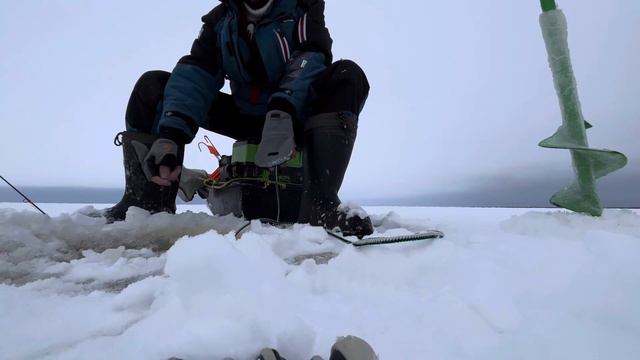 Первый лед 2023-2024.Ладога.Креницы.Окунь на блесну!#fishing #окуньнаблесну#первыйлед #ладога смотреть онлайн