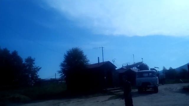 Ручной ястреб