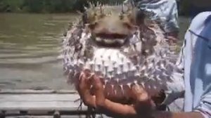 Рыба фугу фырчит :):):)