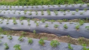 Клубника Хадемар на 26 день посадки, третий раз обрываю цветоносы.