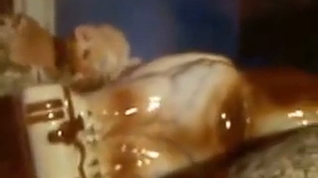 что кушают песчанки смотреть онлайн
