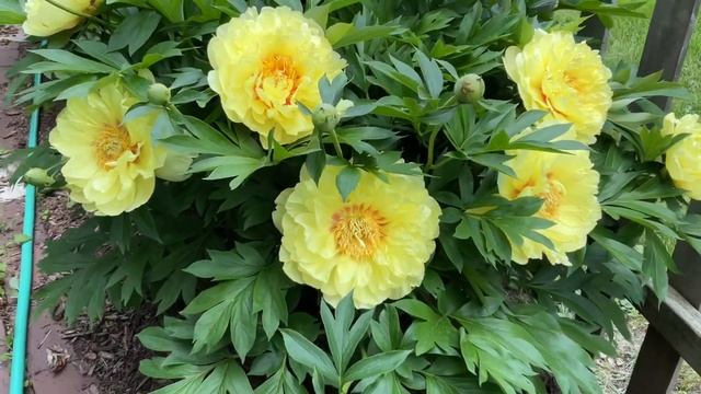 Bartzella itoh peony смотреть онлайн