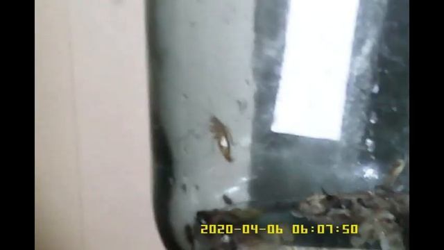 ♥Банка ловушка тараканов ! смотреть онлайн