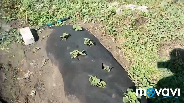 Закладка небольшой плантации клубники. Сорт ЛОРД и Боровицкая. смотреть онлайн