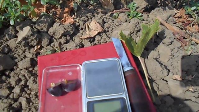 Виноград Новая Изюминка Голуба на10.08.23г. смотреть онлайн