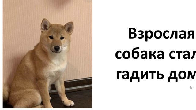 Взрослая собака стала гадить дома смотреть онлайн