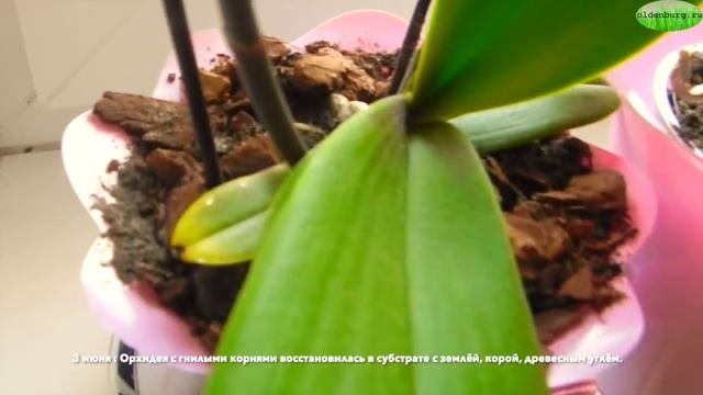 РЕАНИМАЦИЯ ОРХИДЕИ С ГНИЛЫМИ КОРНЯМИ В СУБСТРАТЕ С ДОБАВКОЙ ЗЕМЛИ #фаленопсис #oldenburgru#114 смотреть онлайн