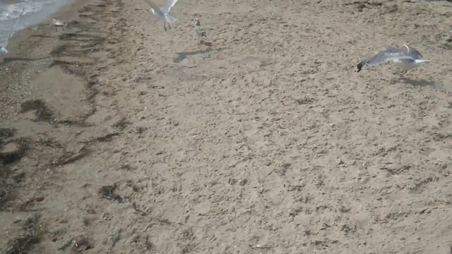 Дикий пляж Железный Порт смотреть онлайн