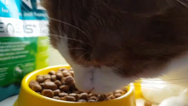 #asmr #cat #kitty MUKBANG. Мукбанг. Коты. смотреть онлайн