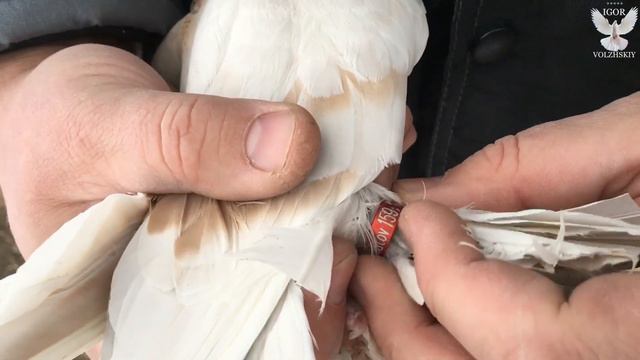Кавказские бойные голуби Петрова Максима смотреть онлайн