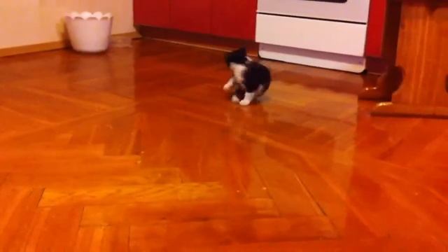 Кот бегает за своим хвостом!!! The cat is chasing its tail :D смотреть онлайн