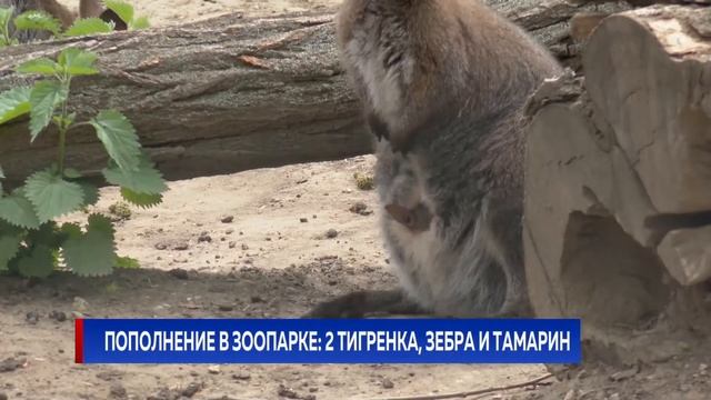 Пополнение в Зоопарке: 2 тигренка, зебра и тамарин смотреть онлайн