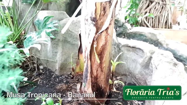 Floraria Tria’s - Banan смотреть онлайн
