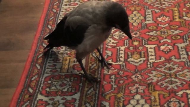 Птенец серой вороны дома. Кормление вороненка. Crow at home смотреть онлайн