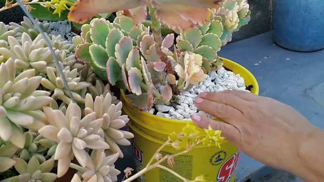 Organizando mis suculentas | Fabi Plantas 🌹🌵🌷🌼🌻🍀🌷 смотреть онлайн