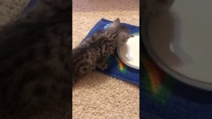 Как кормить котят! 1,5 месяца