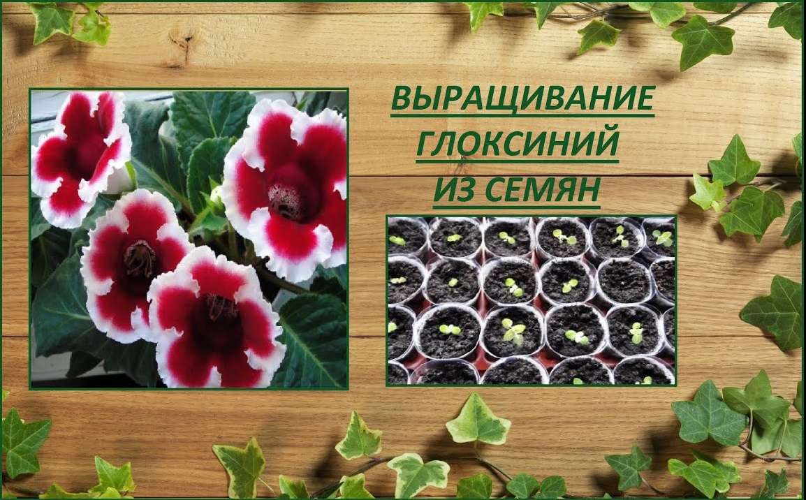 Глоксинии выращивание из семян смотреть онлайн