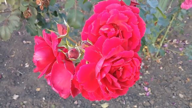 С добрым утром смотреть онлайн