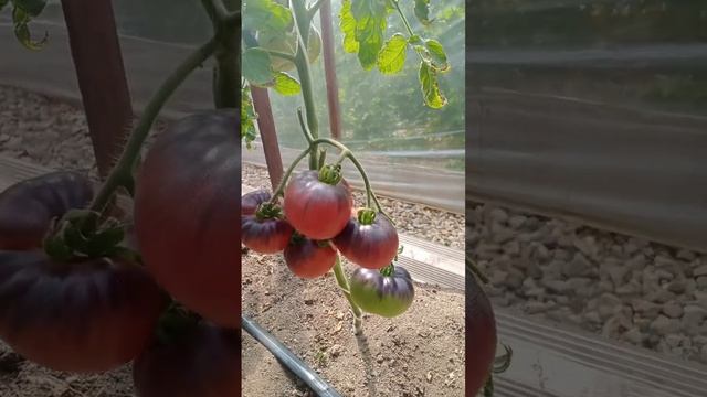 Томат Голубая красота смотреть онлайн