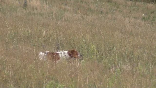 Эпаньол-бретон Fany Bretonique Style - охота по перепелу - первый апорт смотреть онлайн