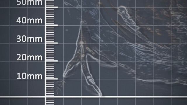 The Metre - Metric unit of length - Scale comparison смотреть онлайн