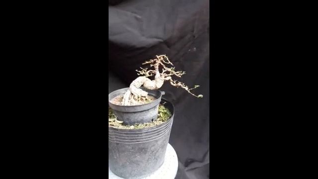 Bonsai Malpighia glabra смотреть онлайн