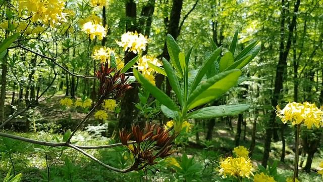 Рододендрон желтый | Жизнь в Адлере смотреть онлайн