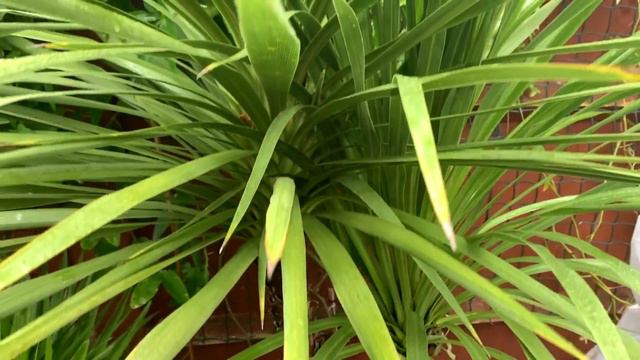 WINTER HARDY TROPICAL PLANTS - OVER-WINTERING - TOUR 🌴🌺 смотреть онлайн