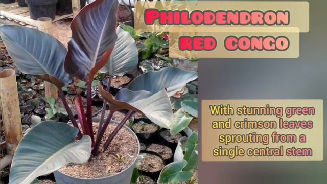 Naming 100 Varieties Of Philodendron