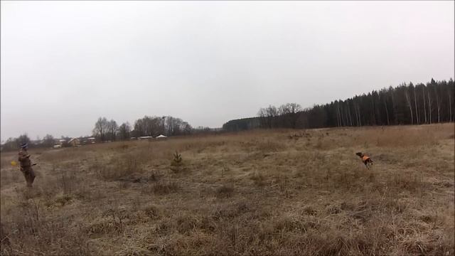 Охота на Фазана из Луков!!!! смотреть онлайн