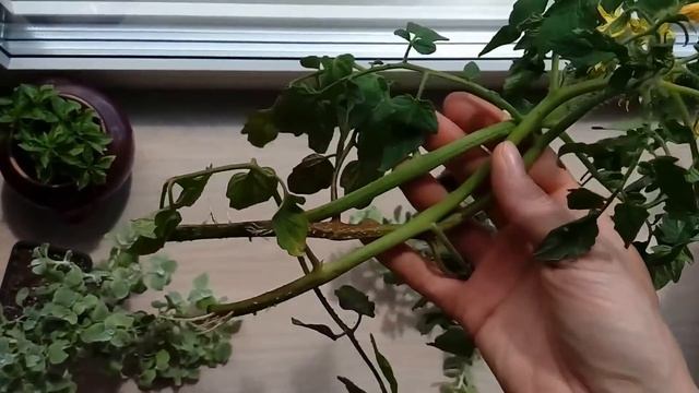 ЧТОБЫ СОБРАТЬ ДВА УРОЖАЯ ТОМАТОВ И ОГУРЦОВ , УРОЖАЙ В 2 СРОКА, СУПЕР СПОСОБ ! смотреть онлайн