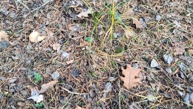 Грибы рыжик лес октябрь 2022(3) смотреть онлайн