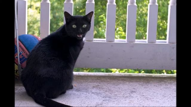 Кот Баюн. смотреть онлайн