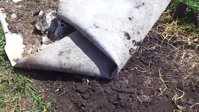Пырей под настилом погибает. Надежный способ удалить его с участка. смотреть онлайн