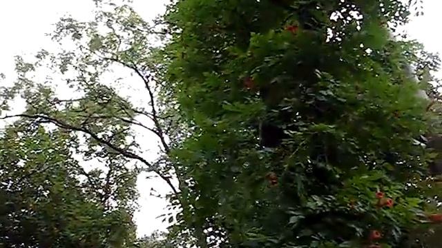 Красивая цветущая лиана оплела многоэтажку смотреть онлайн