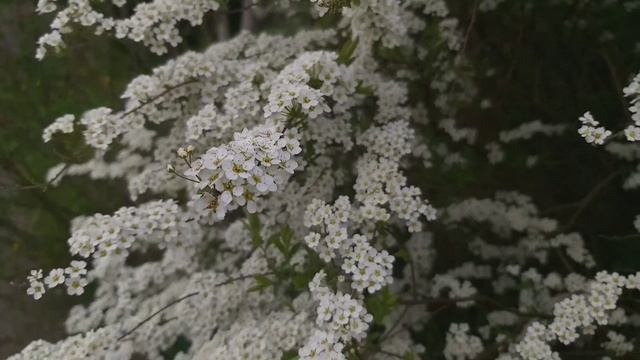 Hoa Spiraea Thunbergii